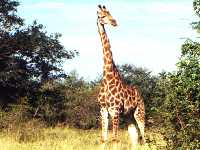 südafrika-giraffe-tiere-kruger-nationalpark-tierpark